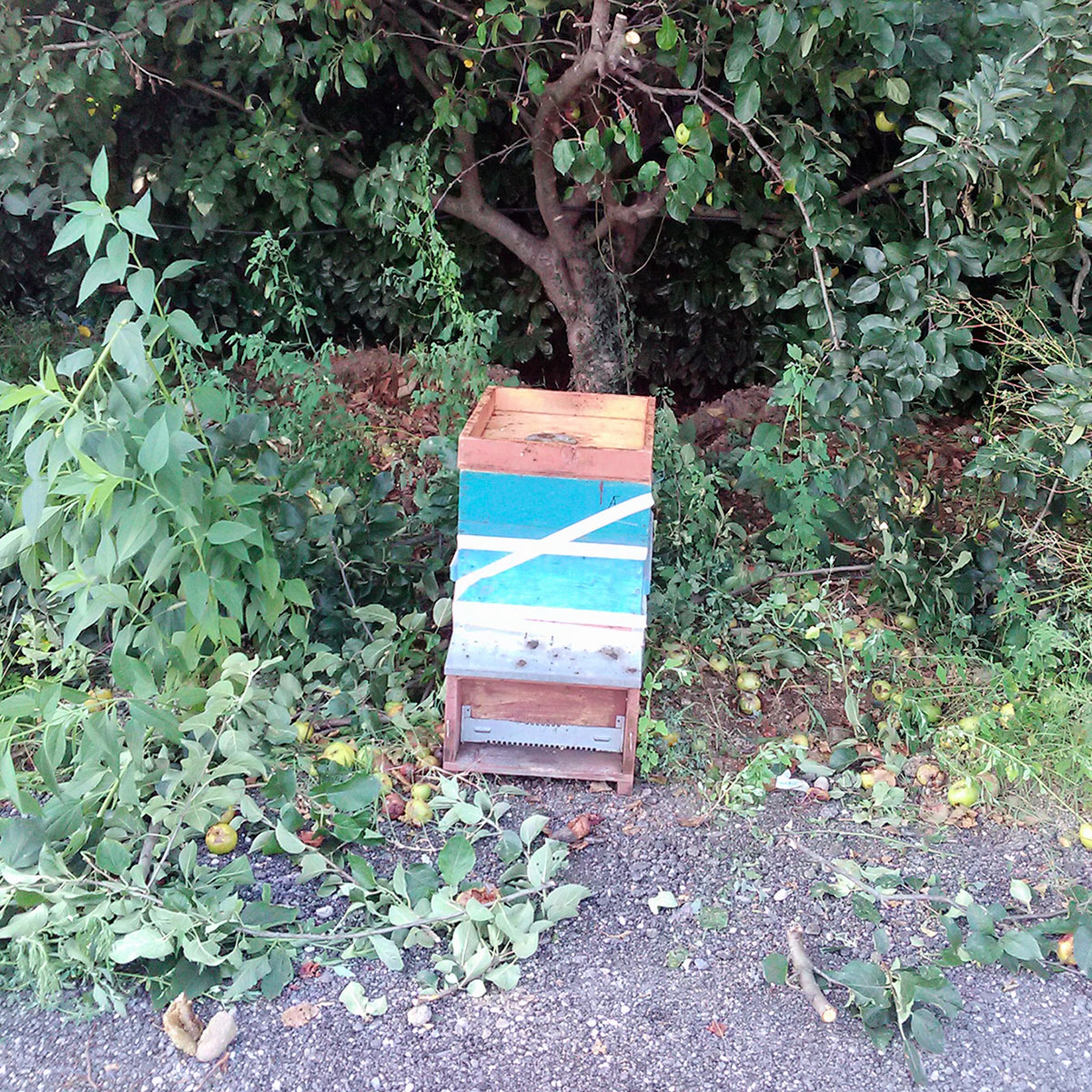 Marco Zucchetti, professione salva api, agosto 2016