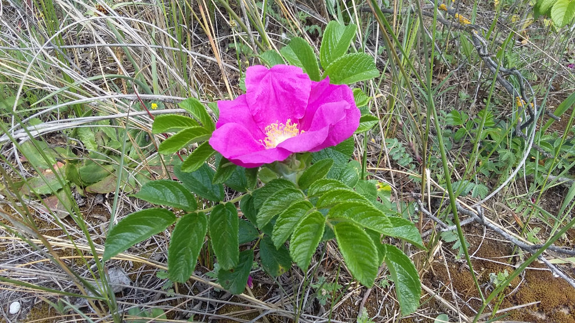 Rosa Rugosa aliena