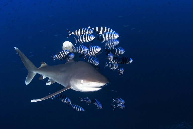 zabargad mar rosso egitto