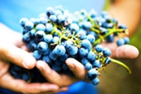 Il riscaldamento globale minaccia il vino