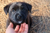 Il cane è “programmato” fin da cucciolo per comunicare con l’uomo