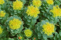 Rhodiola, la radice d’oro