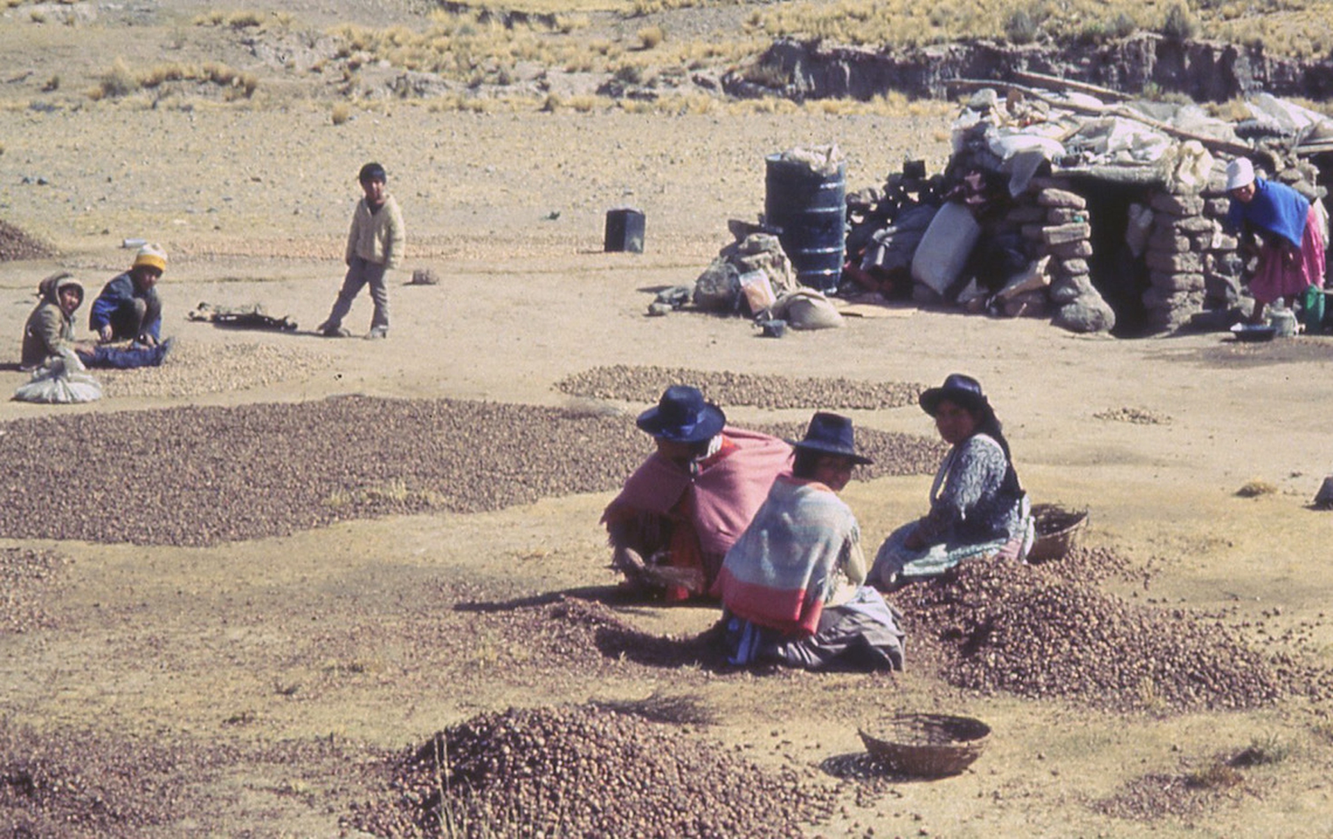 Bolivia patate liofilizzate_1