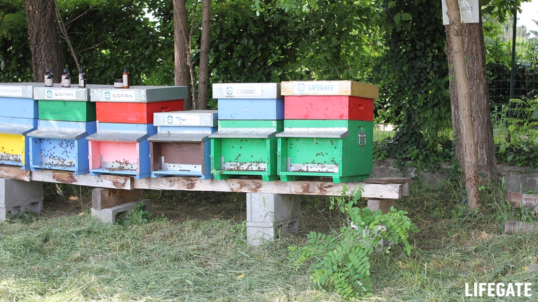 Criteo, Bee my future