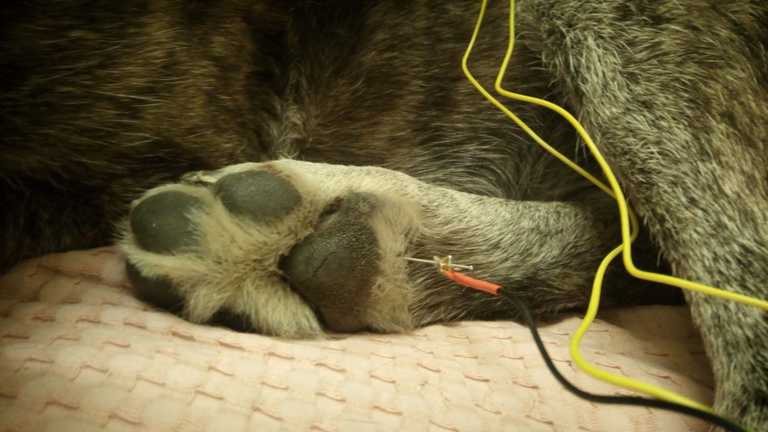 elettroagopuntura animali