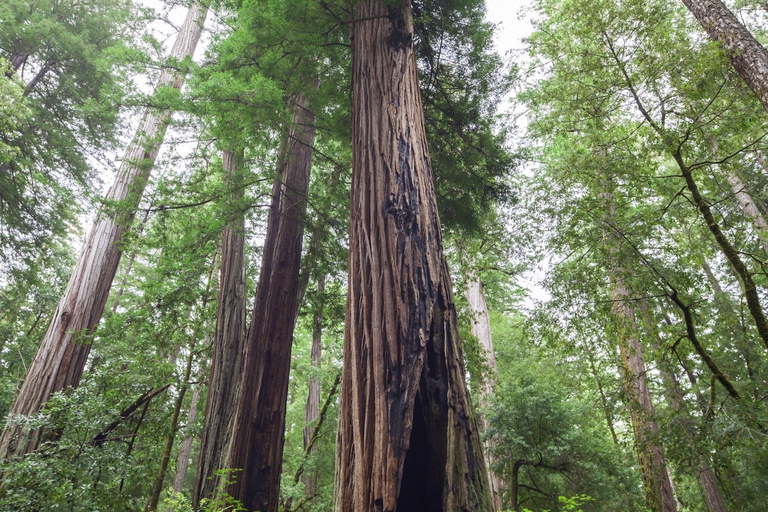 California, 211 ettari di foresta restituiti alle popolazioni native