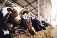 Carne, latticini, riso: la sola produzione alimentare farà superare la soglia di 1,5 gradi di riscaldamento globale