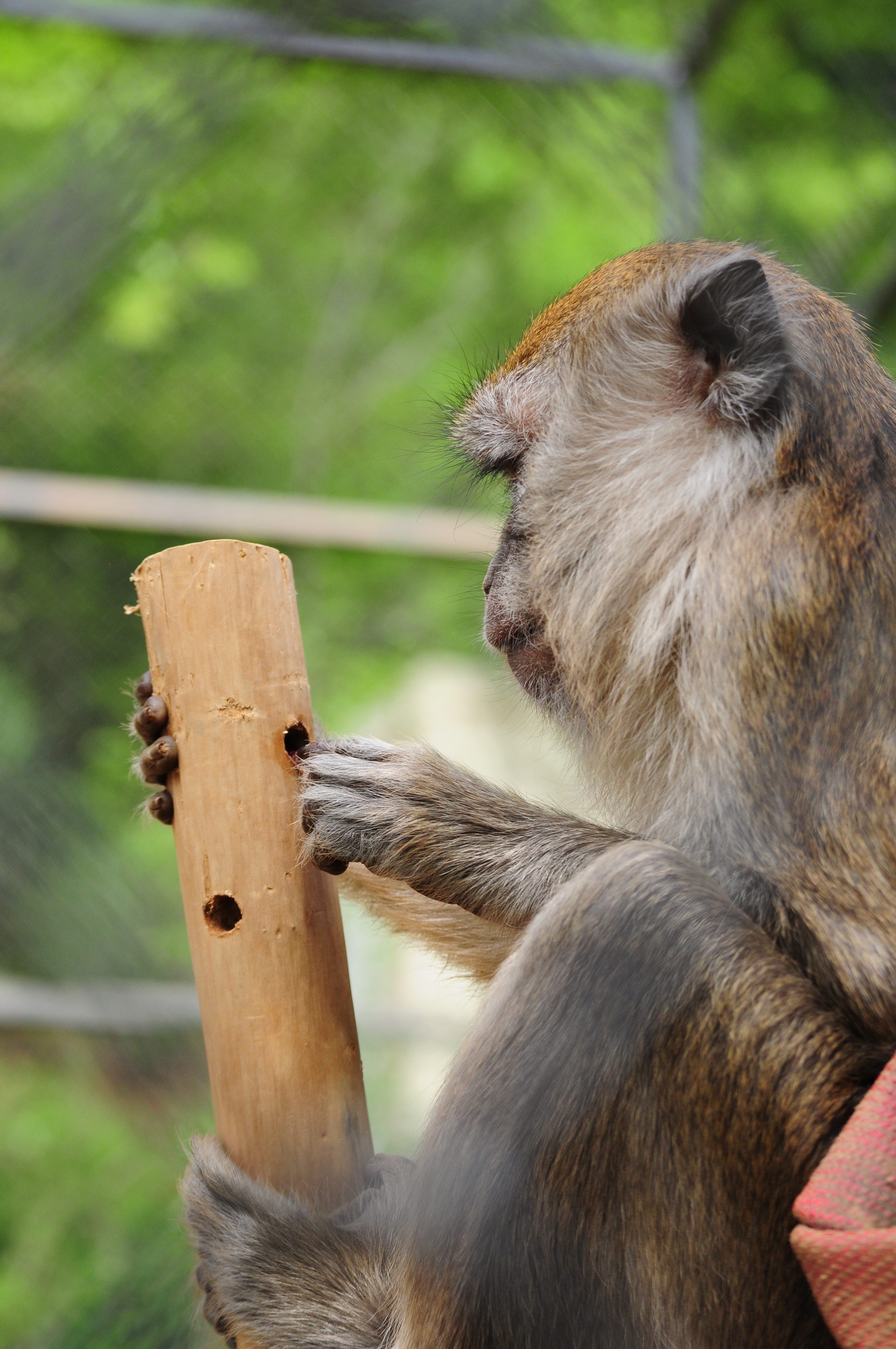 Un macaco salvato dalla vivisezione ospite a Semproniano mentre gioca con un arricchimento