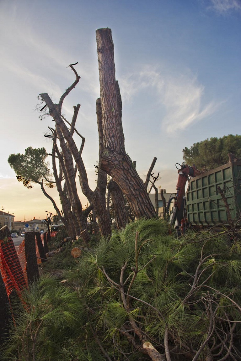 I pini ormai morenti dopo il taglio