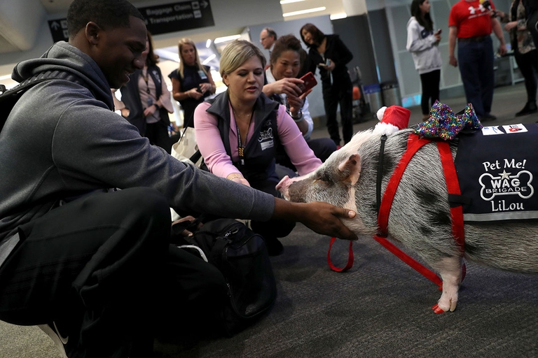 emotional support animals