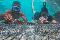 Australia, c’è ancora speranza per la Grande barriera corallina