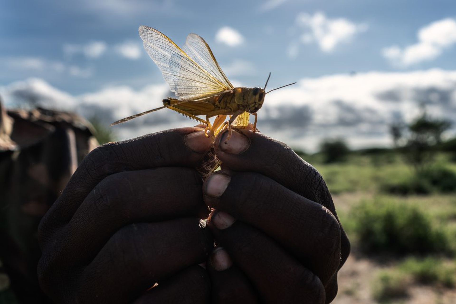 East Africa Experiences Worst Locust Swarms In Decades