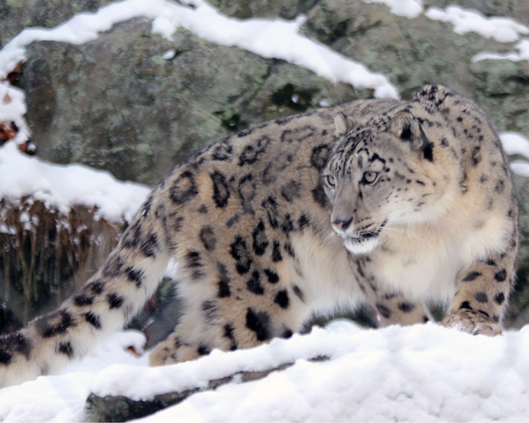Leopardo delle nevi tra le rocce