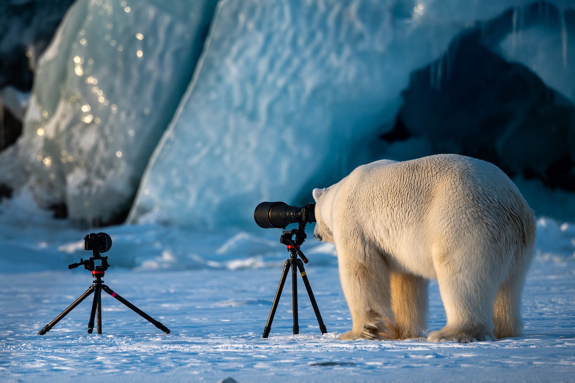 Photograbear, Comedy Wildlife Photography Awards 2018