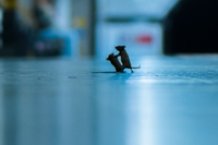 Wildlife photographer of the year, la foto di due topolini nella metropolitana vince il premio assegnato dal pubblico