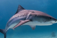 Costa Rica, le prime accuse penali contro lo shark finning