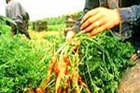 Italia biologica è prima in Europa