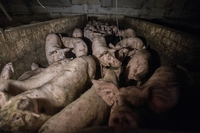 Prosciutto di Parma, un pugno al cuore. Le immagini mostrano ancora crudeltà sugli animali