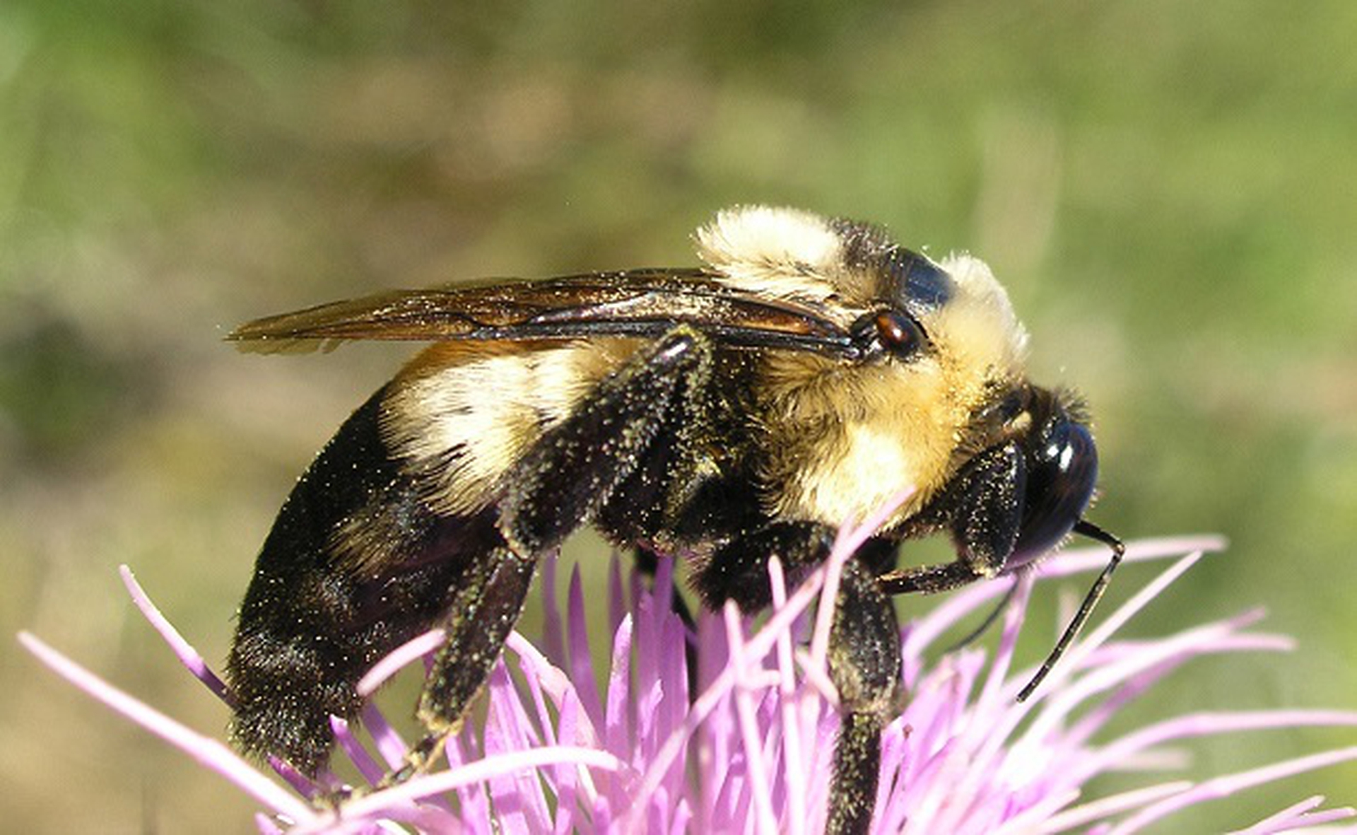 bombus fraternus
