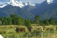 Carne biodinamica
