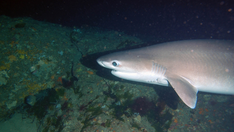 Squalo capopiatto che nuota