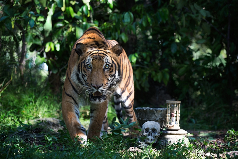 Anne de Carbuccia, One Planet OneFuture