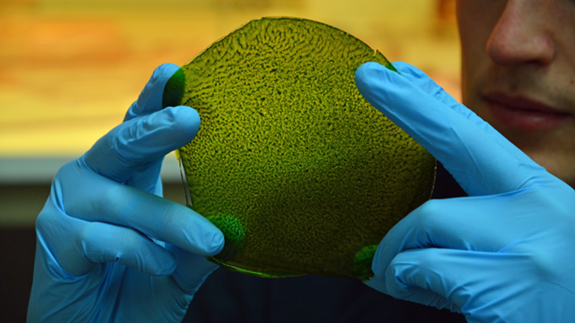 Creata la prima foglia artificiale. Potrebbe produrre ossigeno nello spazio