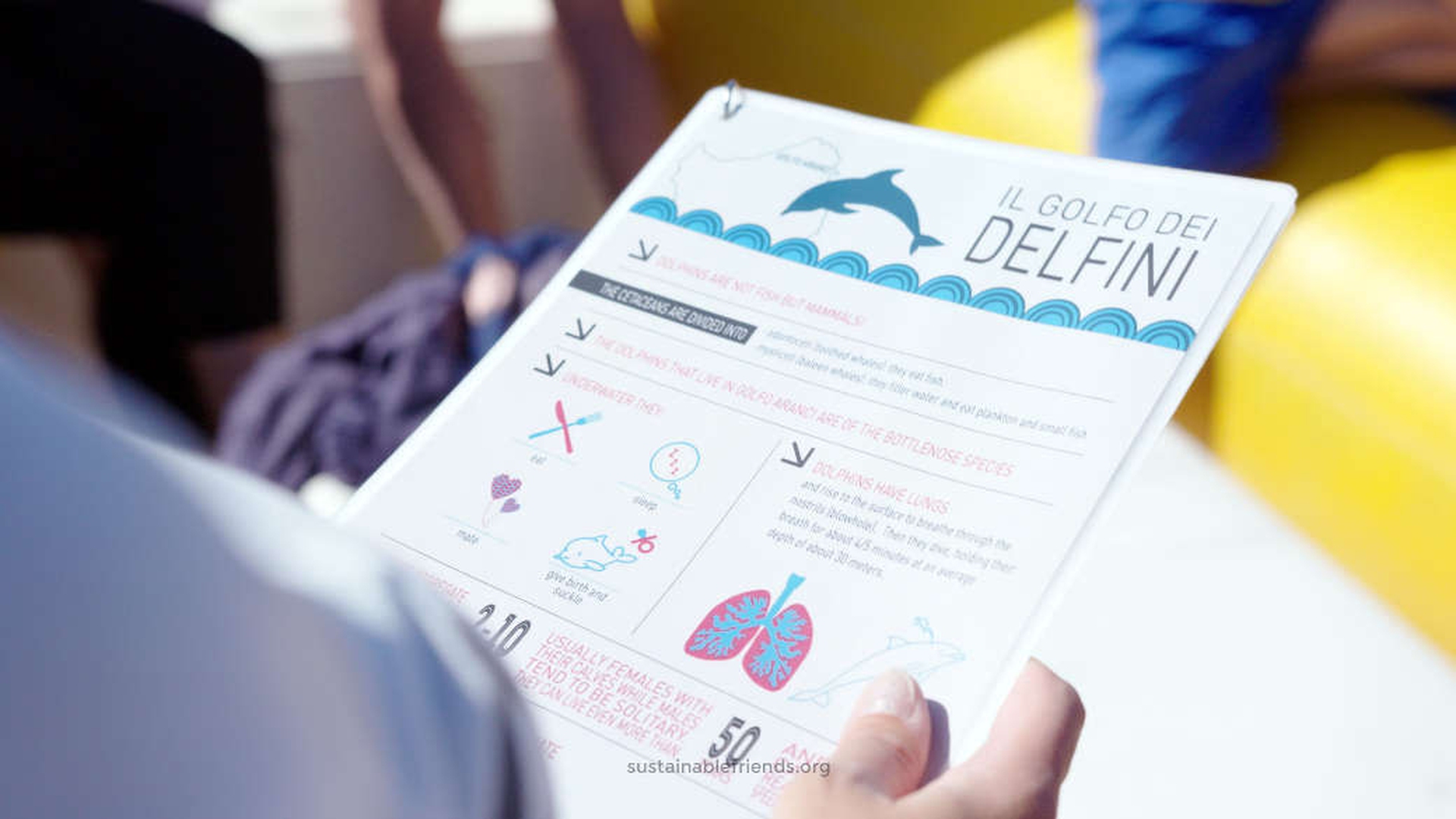 Vedere i delfini in Sardegna: si può tutto l'anno a Golfo Aranci