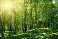 Cosa hanno fatto le aziende a un anno dalla Dichiarazione di New York sulle Foreste