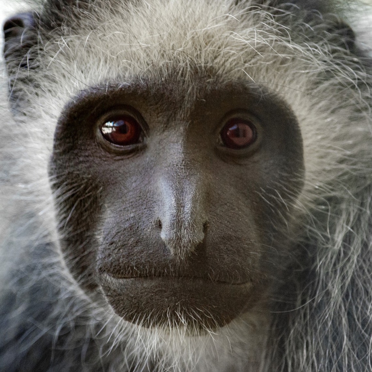 bears-colobus-monkey-3240167_1280
