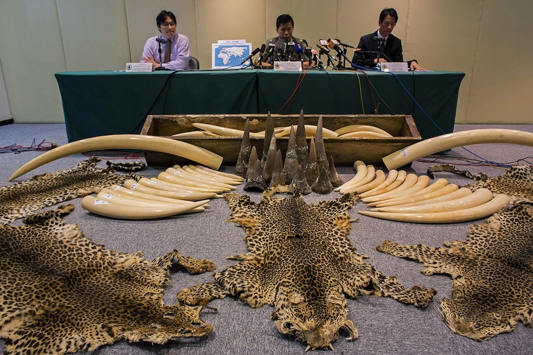 tigri rinoceronti cina