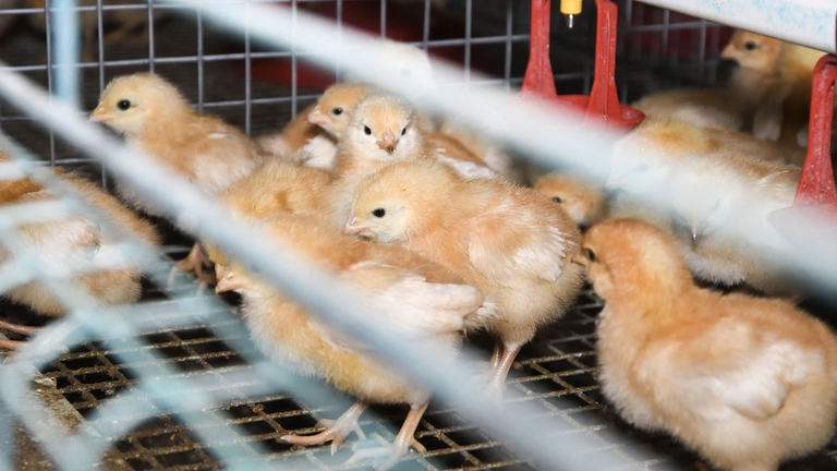 Pulcini rinchiusi in gabbia