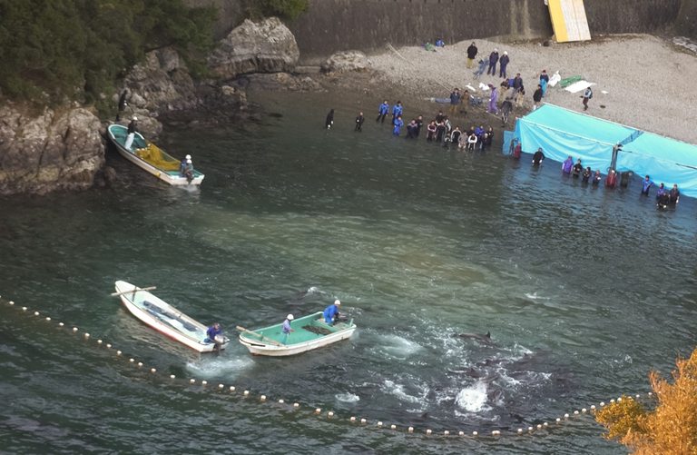 Cattura dei delfini a Taiji