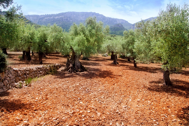 Coltivazione di olivi in Puglia