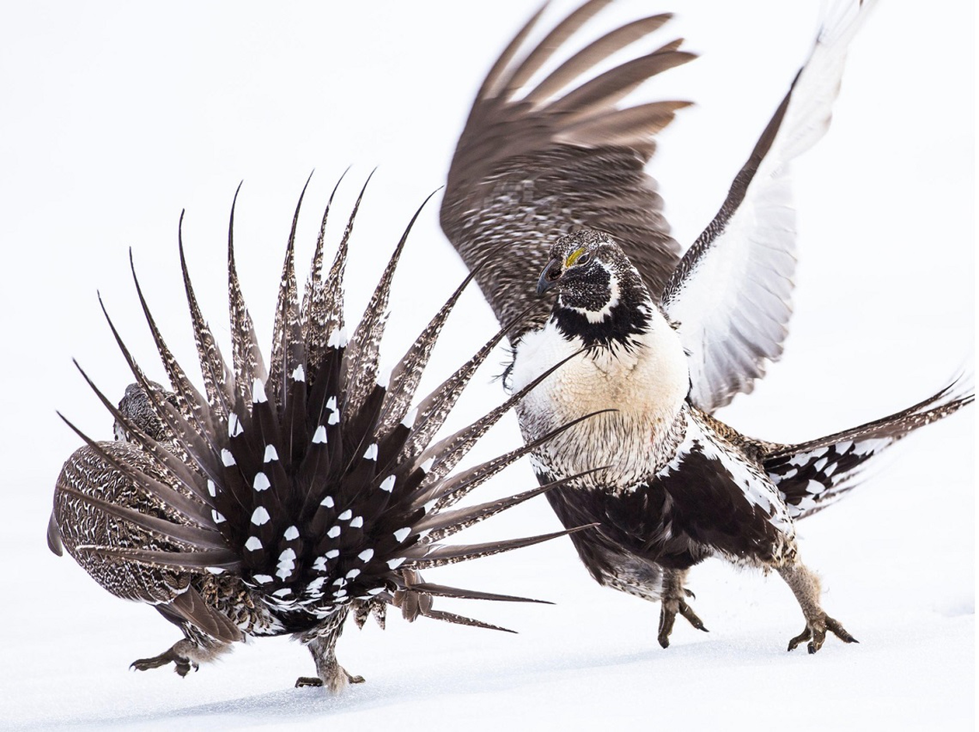Vincitore del premio della categoria Professionisti degli Audubon Photography Awards