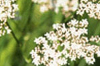 Le essenze floreali di Findhorn