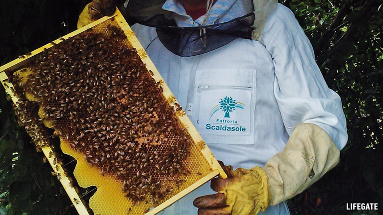 Fattoria Scaldasole, bee my future