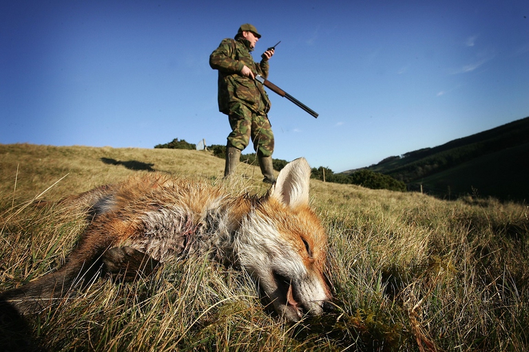 Volpe uccisa da un cacciatore in Scozia