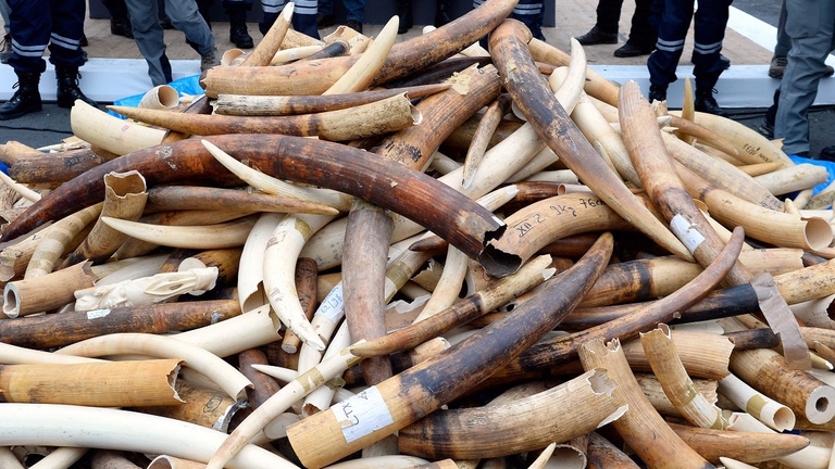 China bans its ivory trade