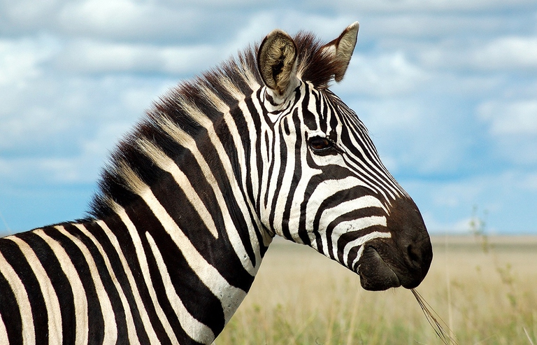 Zebra nella savana