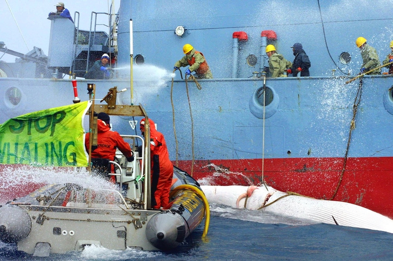 Baleniera giapponese