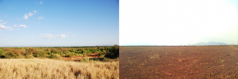 forests-savana-plantations-gibe-iii-lower-omo-survival