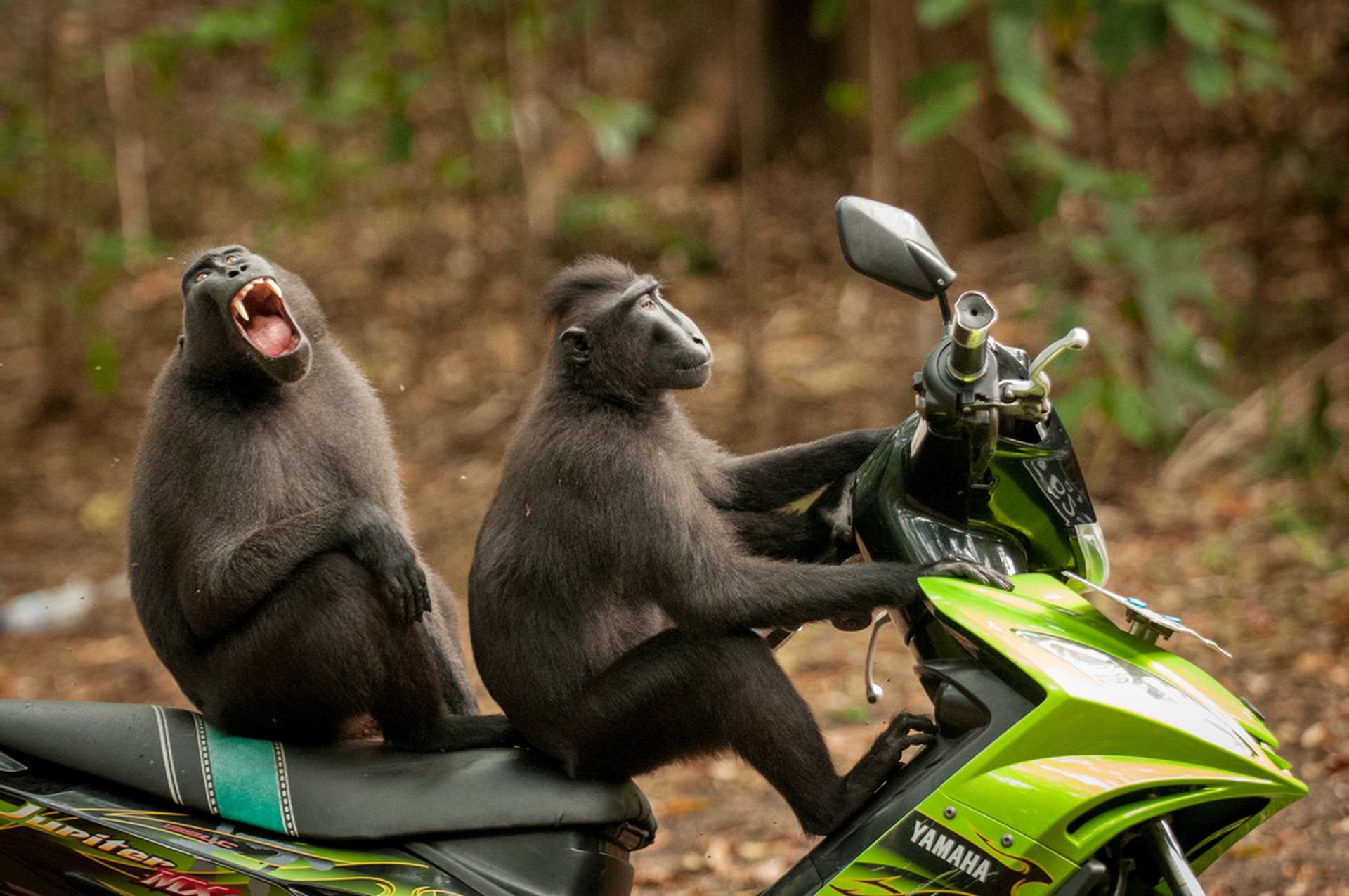 Foster monkey escape di Katy Laveck – Comedy wildlife photography awards