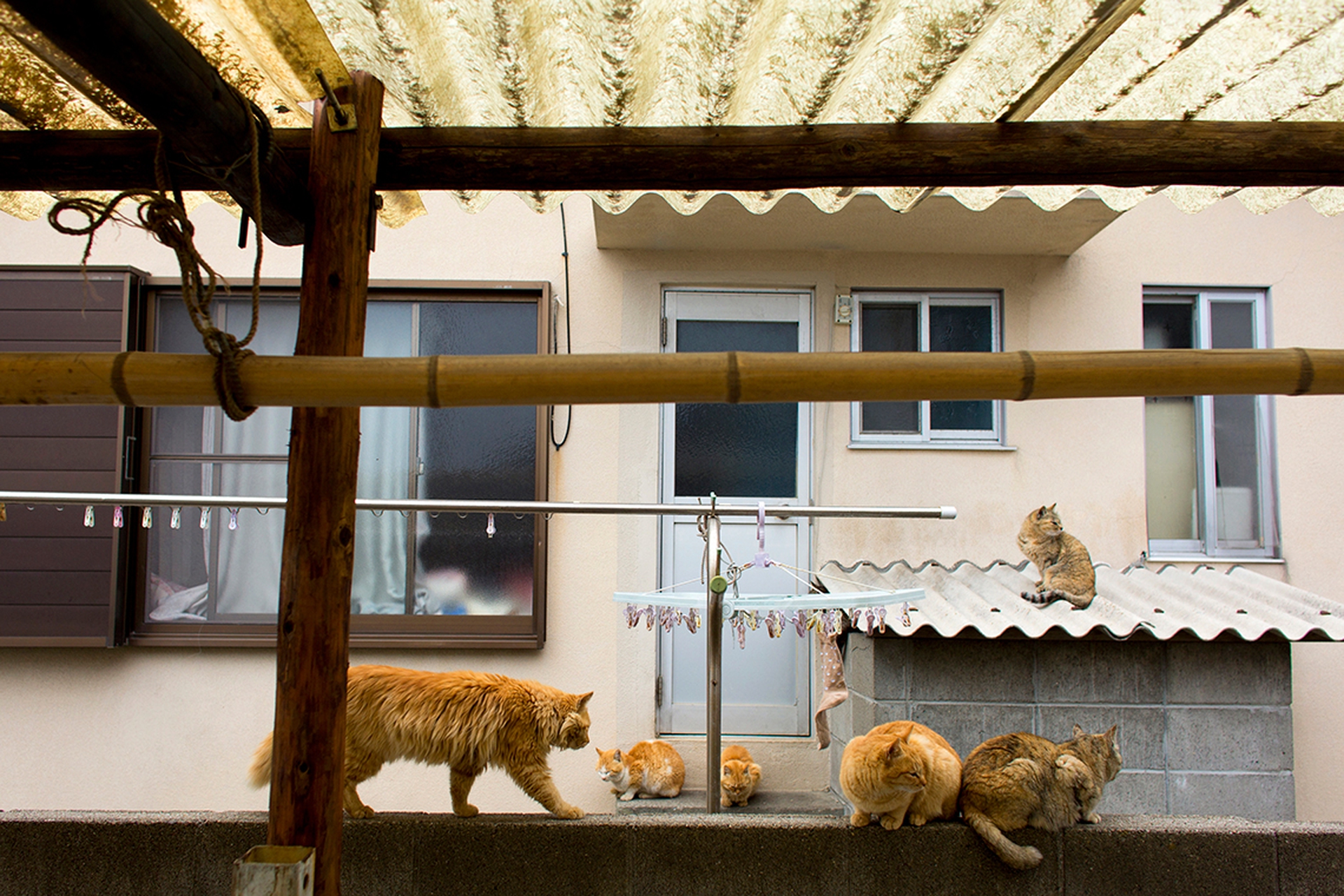 Aoshima, l'isola giapponese conquistata dai gatti
