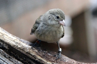 Alle Galapagos, una mosca vampiro minaccia la sopravvivenza dei fringuelli di Darwin