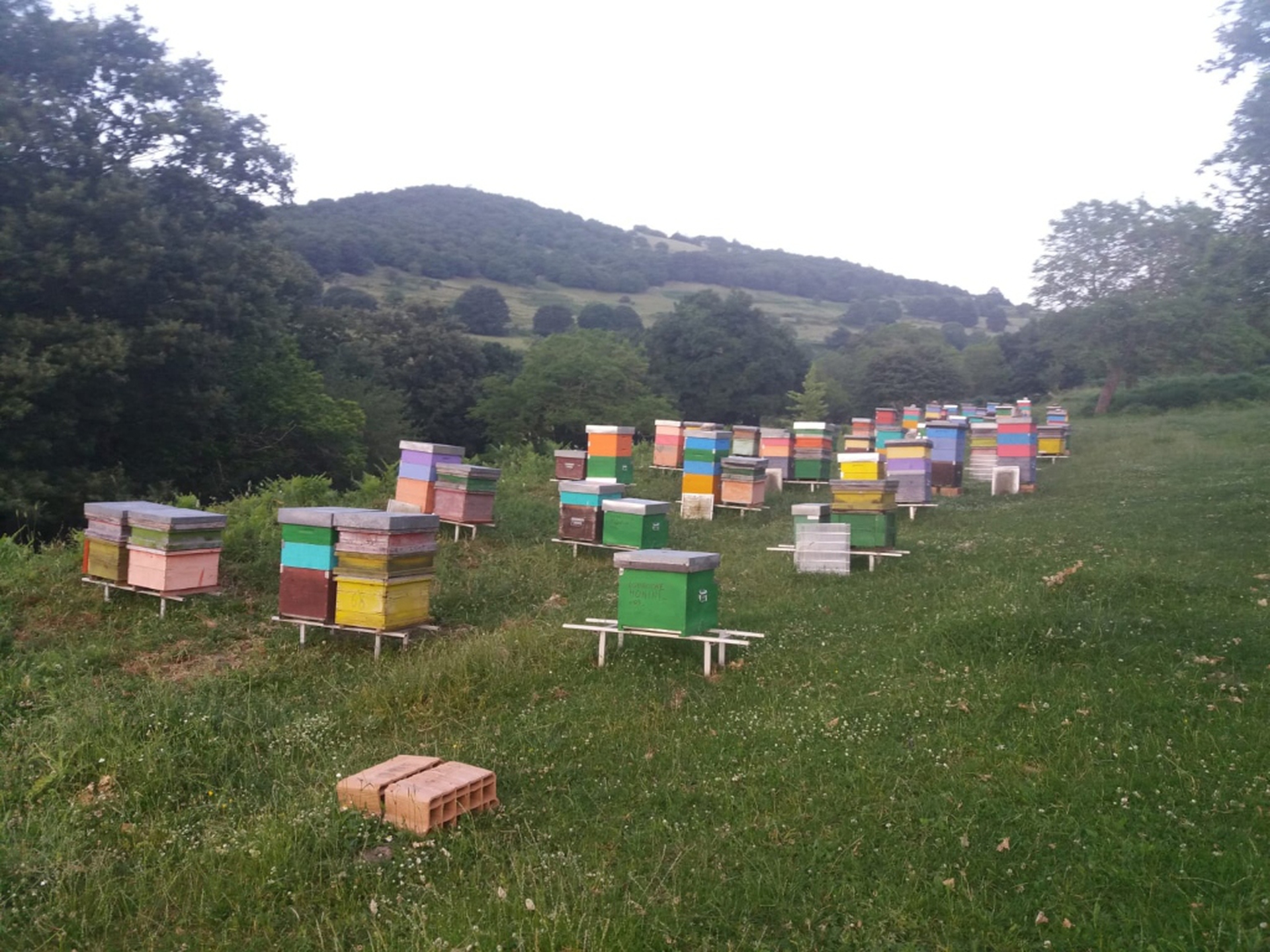 Arnie Monini - panoramica