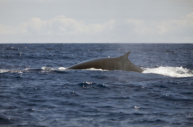 Balenottera comune (Balaenoptera physalus) in immersione
