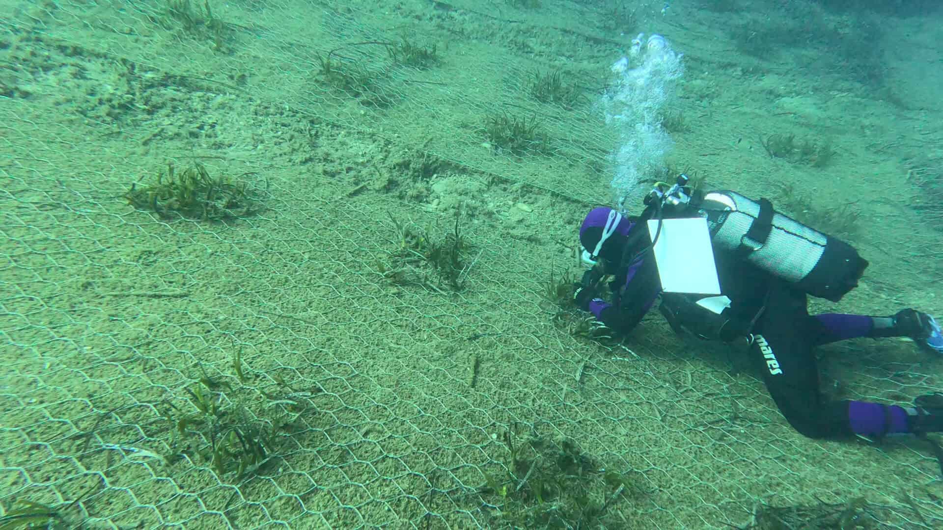 Monitoraggio Posidonia a Cavo