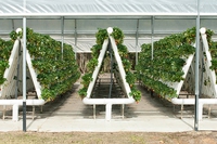 Vertical Farms, the greenhouses teaching healthy eating