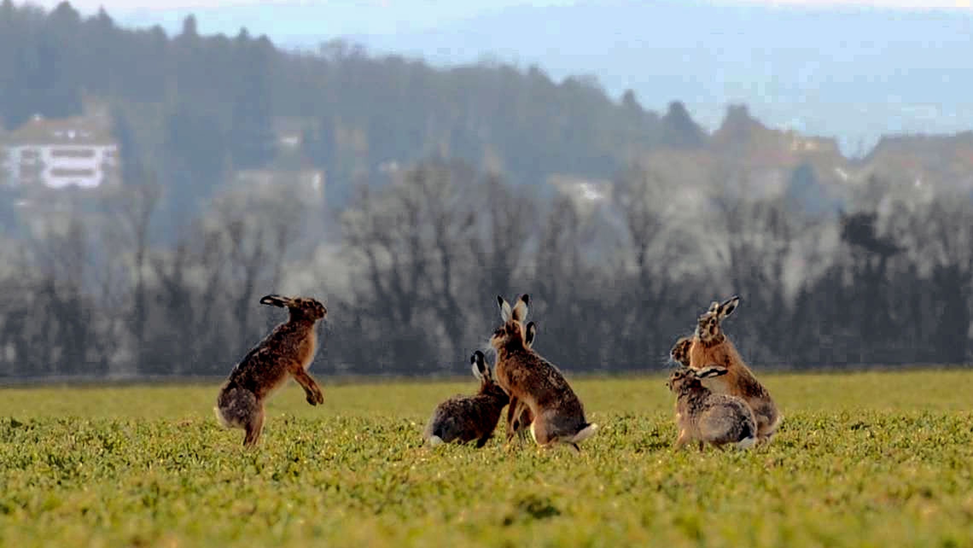 festa-san-valentino-lepre